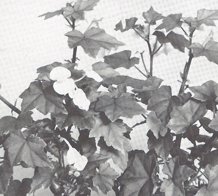 B. ‘Flat Rock’